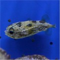 PORCUPINE PUFFER